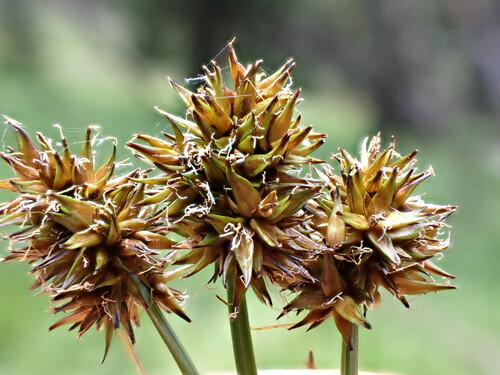 alpine nerve sedge (Carex neurophora)