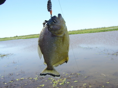 Serrasalmus maculatus