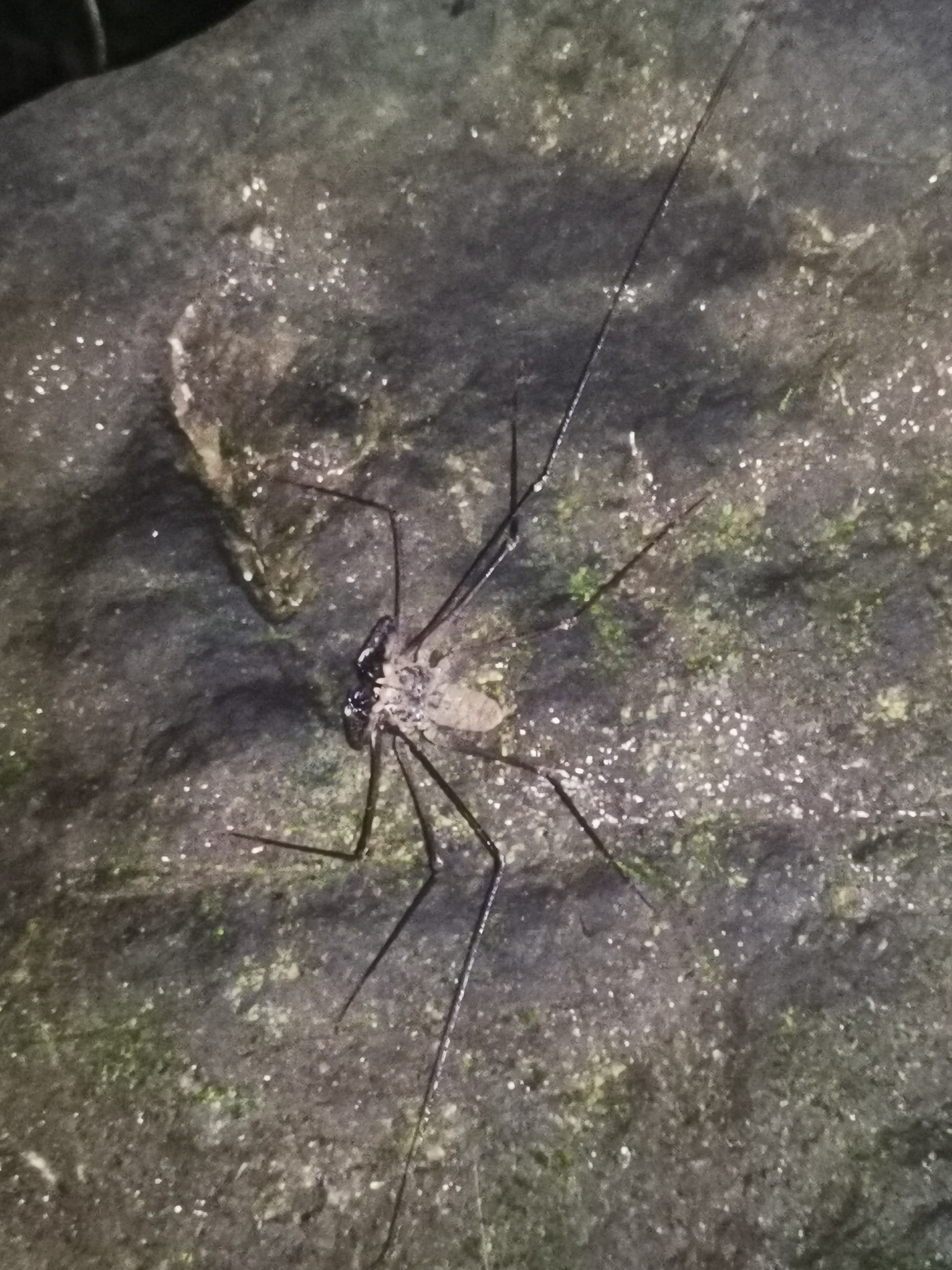 Heterophrynus batesii (Butler, 1873)