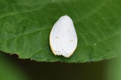 Durrantia piperatella