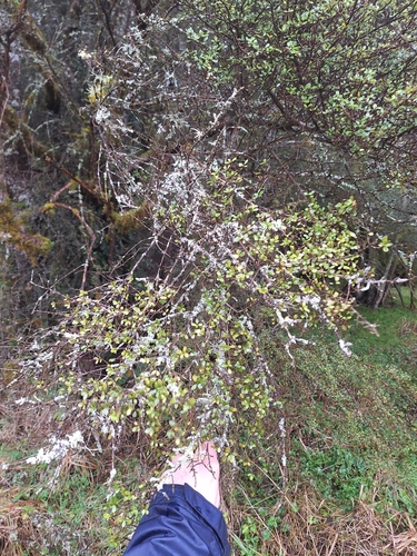 Coprosma pedicellata, photograph 4