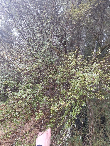 Coprosma pedicellata, photograph 5