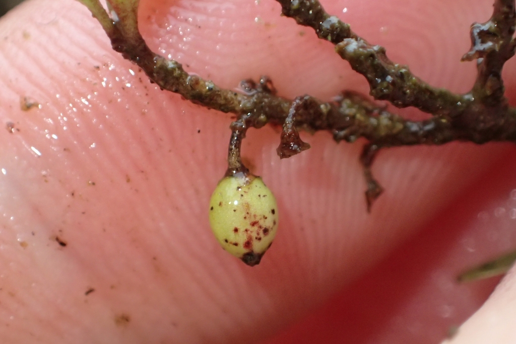 Coprosma pedicellata; photograph (c) Oscar Dove, some rights reserved (CC BY)