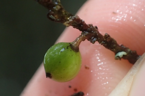 Coprosma pedicellata, photograph 6