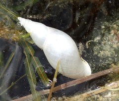 Lymnaea