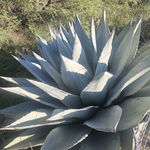 Agave havardiana