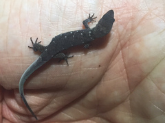 Sphaerodactylidae