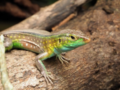 Cnemidophorus lemniscatus