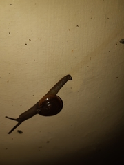 Macrochlamys hippocastaneum