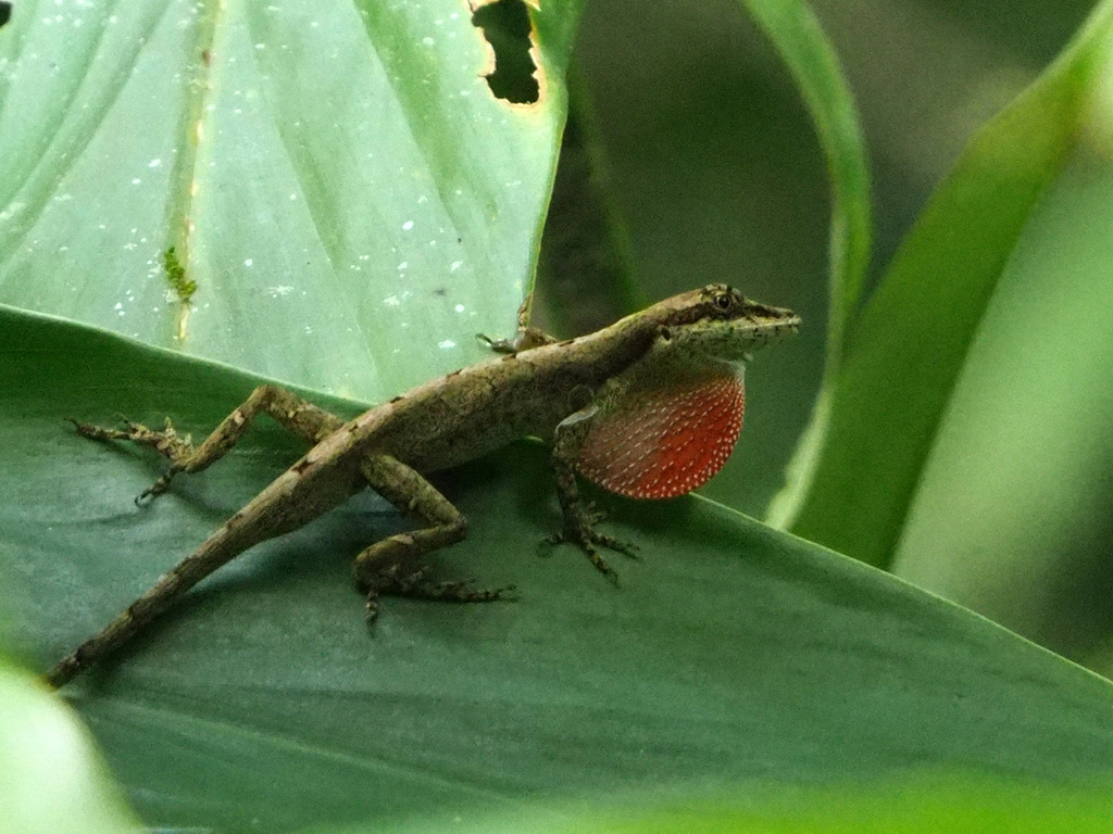 Anton's Anole