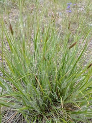 Carex geyeri