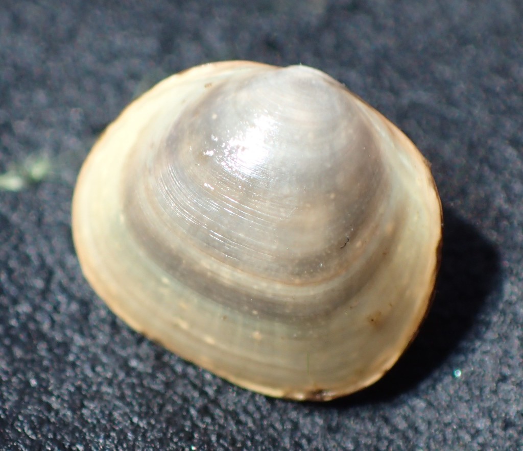Rhomboid Fingernailclam