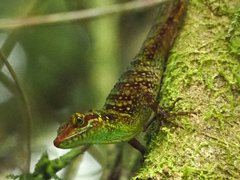 Anolis ventrimaculatus