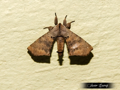 Apatelodes torrefacta