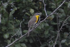 Icteria virens auricollis