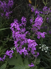 Hesperis