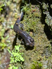 Jaguar Salamander photo 5