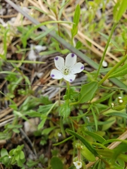 Nemophila spatulata