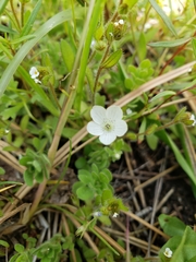 Nemophila spatulata