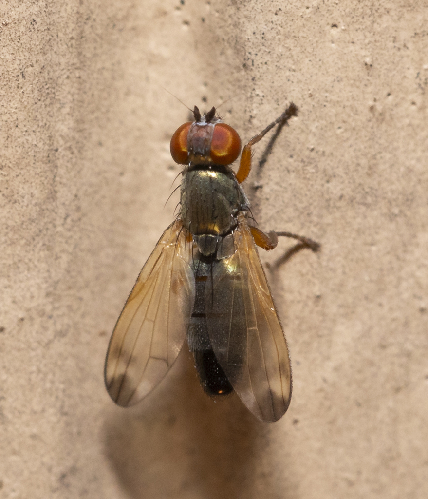 Chaetopsis apicalis