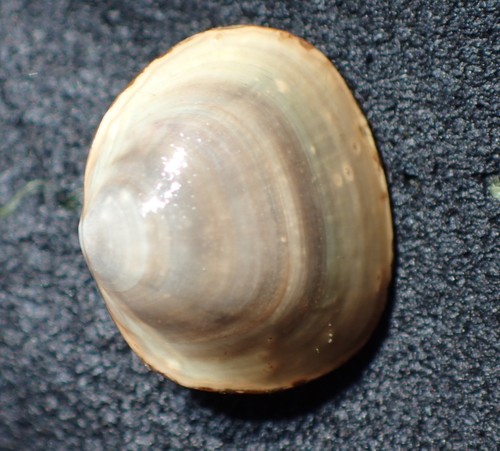 Sphaerium rhomboideum