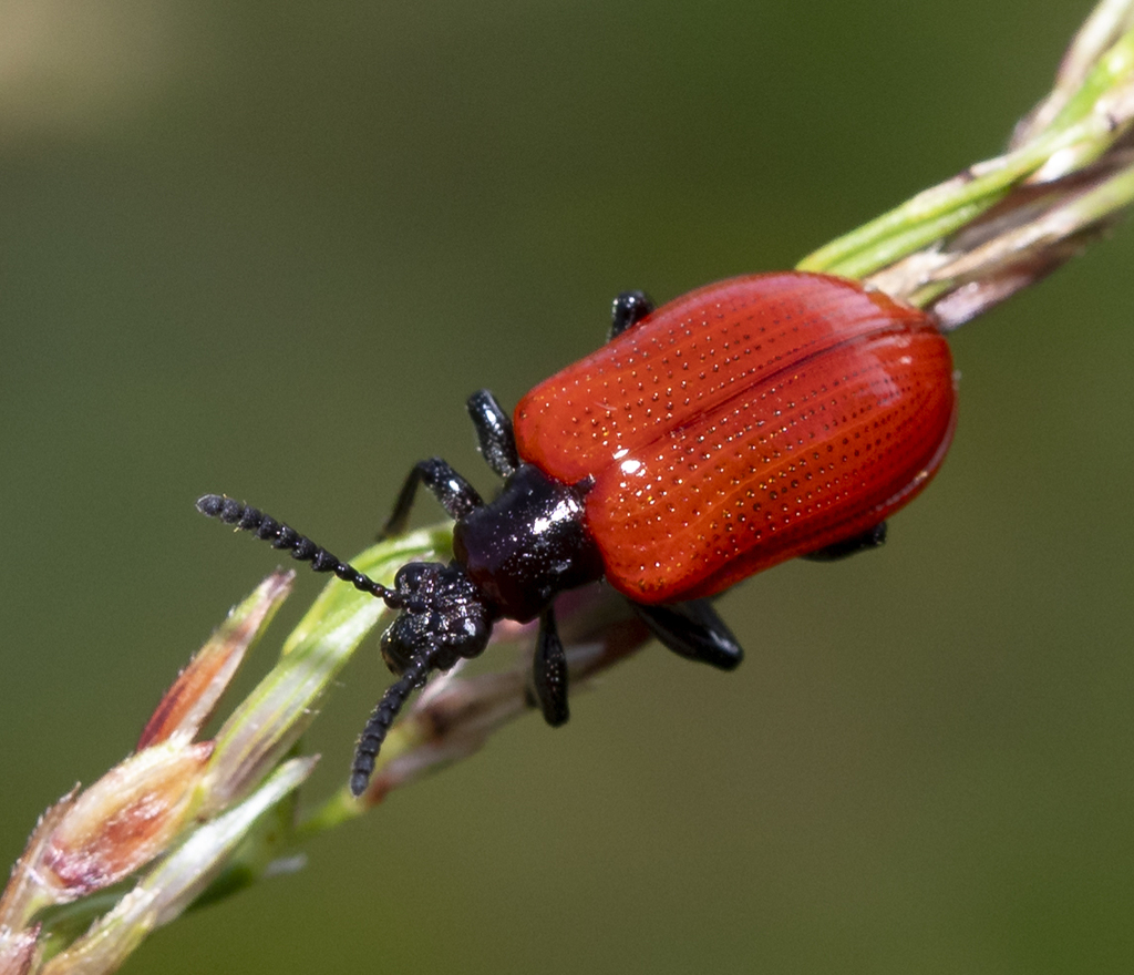 Air Potato Leaf Beetle
