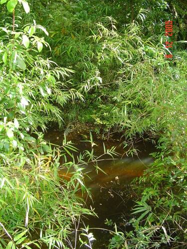 Image of Chusquea quila by (c) Cesar Ormazabal, some rights reserved (CC BY)