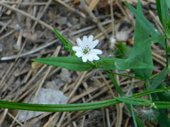 Pseudostellaria jamesiana