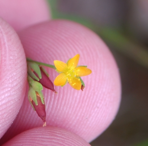 Image of Hypericum canadense by (c) Tyler Ekholm, some rights reserved (CC BY)