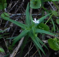 Pseudostellaria jamesiana