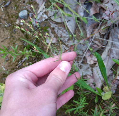 Image of Hypericum canadense by (c) Tyler Ekholm, some rights reserved (CC BY)