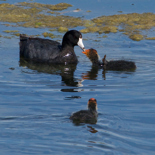 American Coot photographed in Mississippi