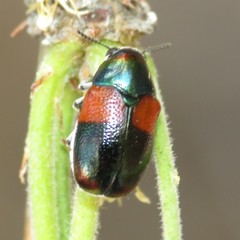 Megalostomis pyropyga