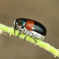 Megalostomis pyropyga