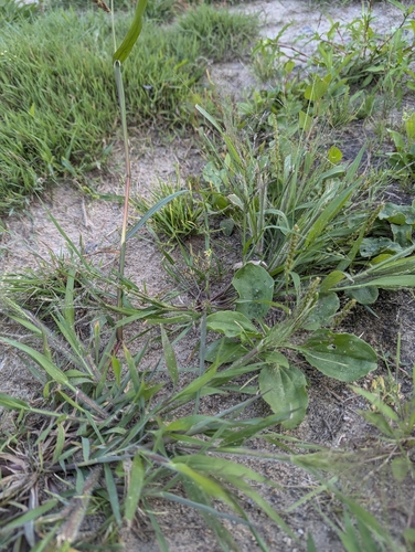 Image of Eragrostis pilosa by no rights reserved