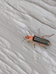 Podabrus pruinosus diversipes