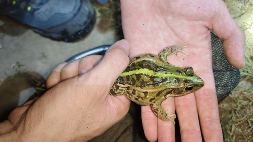 Black-spotted Frog
