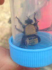 Laphria macquarti