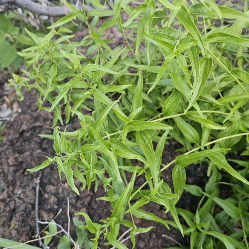 Shrubby Thoroughwort (Koanophyllon solidaginifolium)