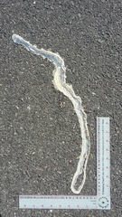 Masticophis bilineatus