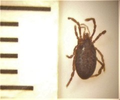 Pettalidae