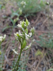 Astragalus reventiformis