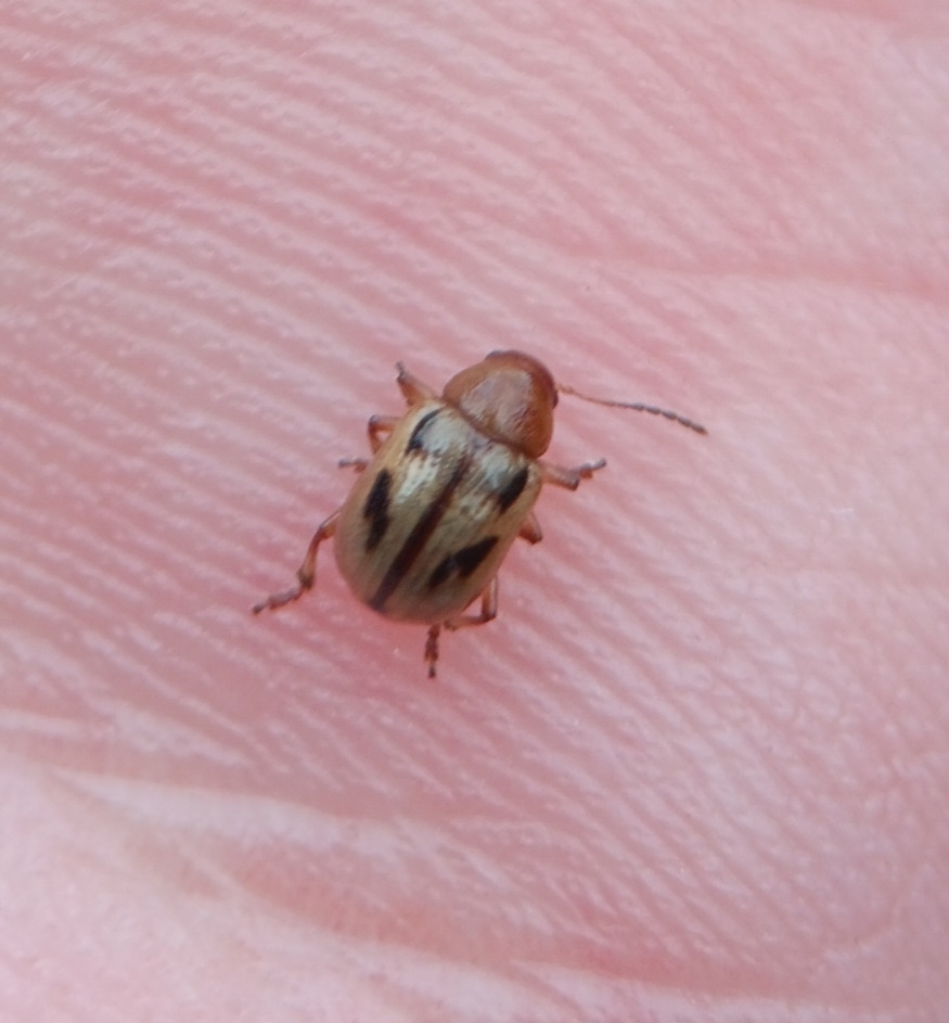 Juniper Paria