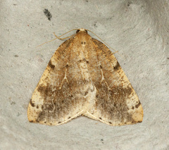 Thallophaga hyperborea