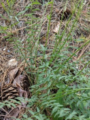 Astragalus reventiformis