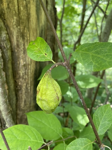 Calycanthus floridus