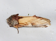 Ianassa pallida
