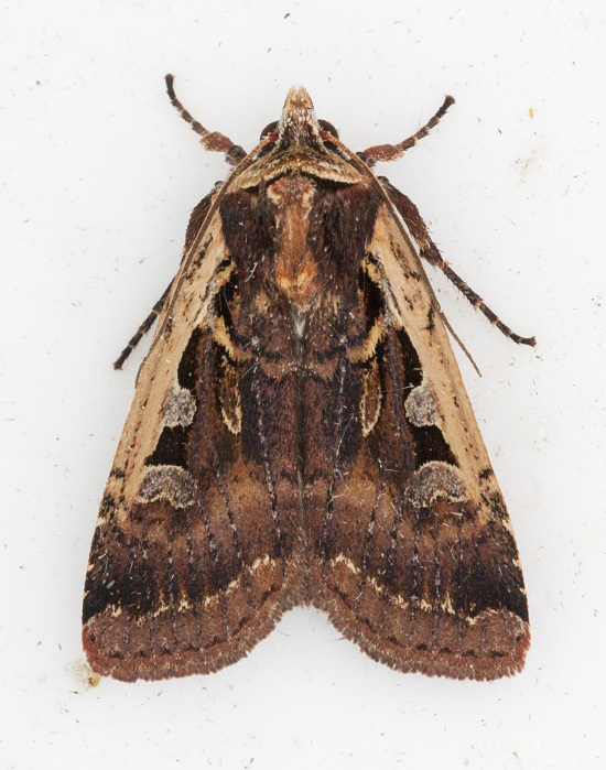 Parabagrotis