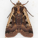 Parabagrotis - Photo (c) Jim Johnson, some rights reserved (CC BY-NC-ND), uploaded by Jim Johnson