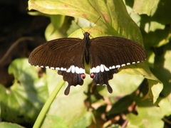 Papilio polytes
